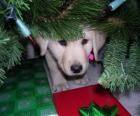 Noel ağacının altında Köpek gizleme